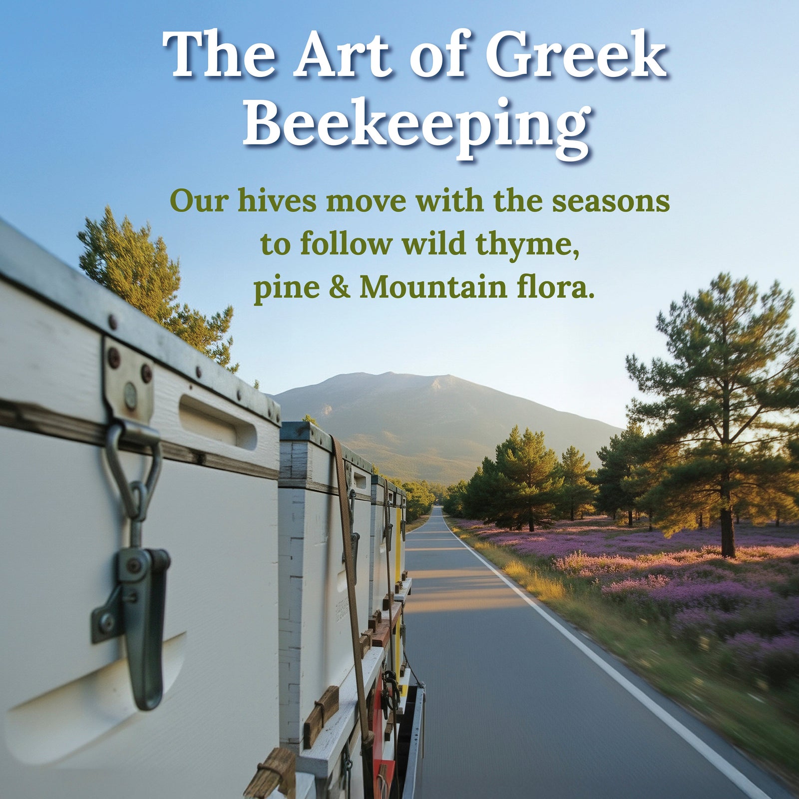 Migratory beehives on a truck traveling a Greek mountain road on Mt. Pangaion, past wild thyme and pine