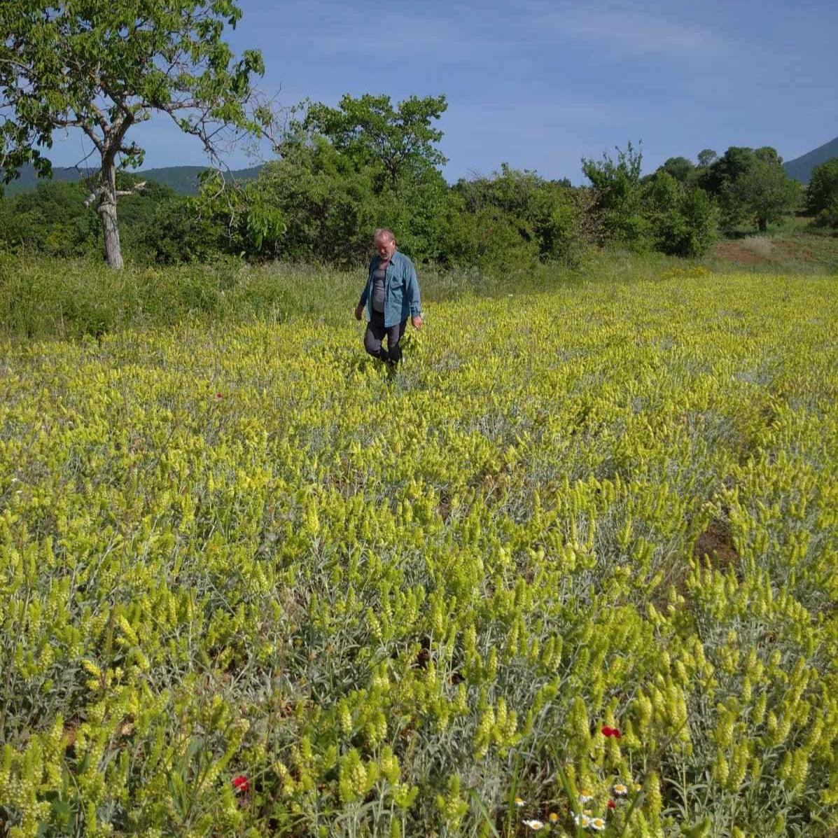 Person walking through a field of yellow flowers with trees and mountains in the background