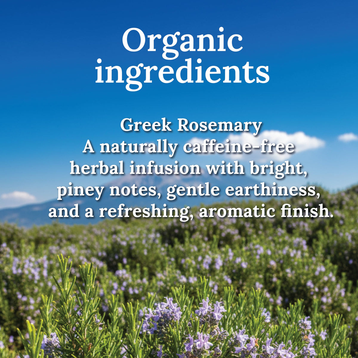 Organic Greek Rosemary – Mt. Olympus (50g)