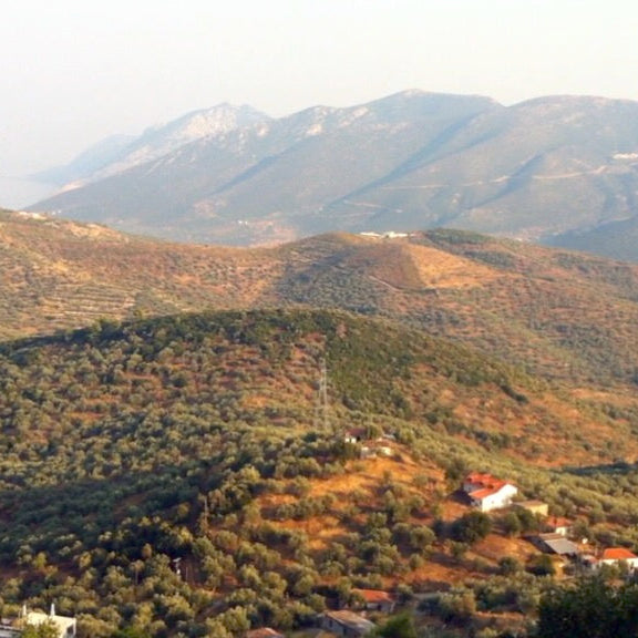 Epidaurus olive fields panoramic view of olive trees