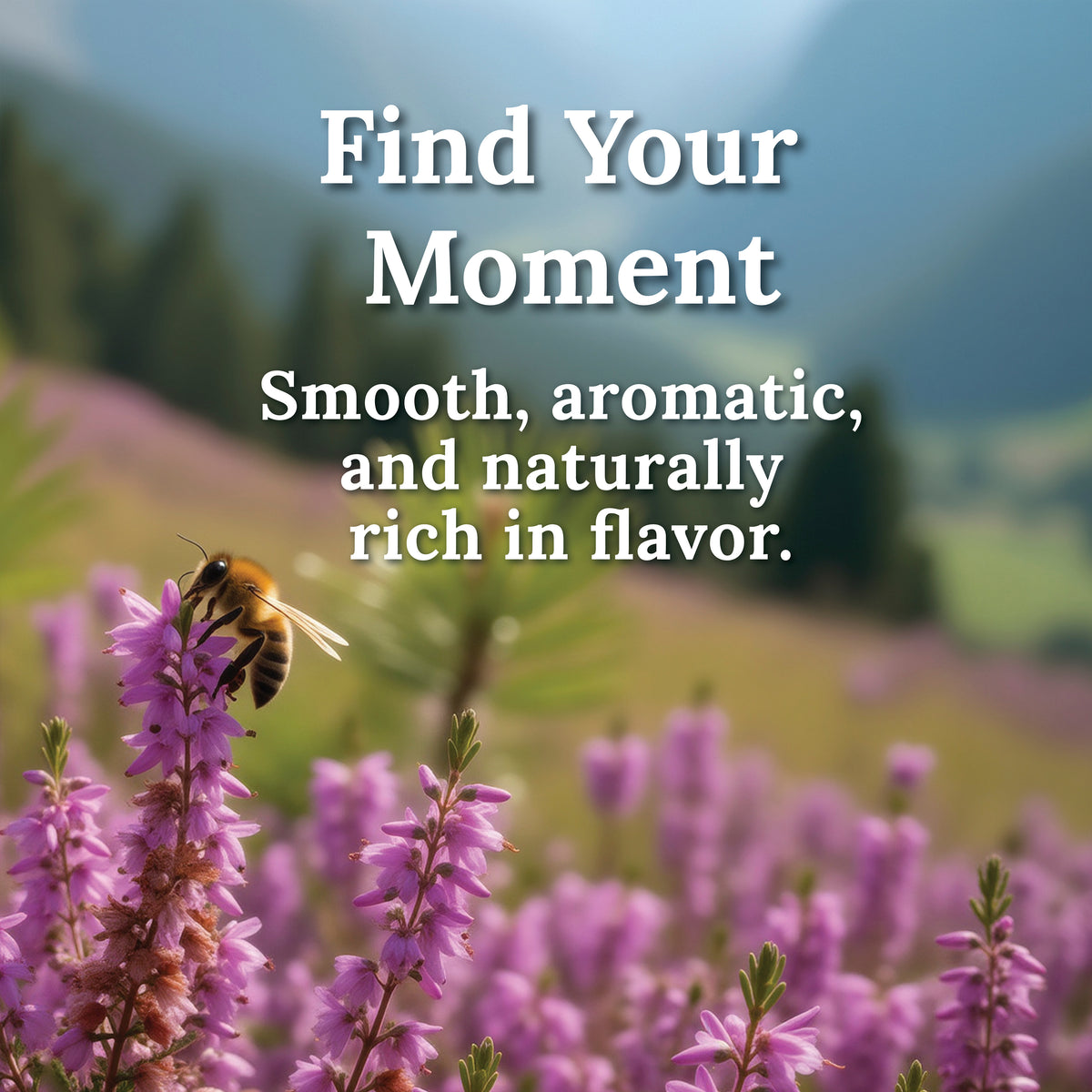 My Land Heather Pine Honey - Heather and Pine Indv 1