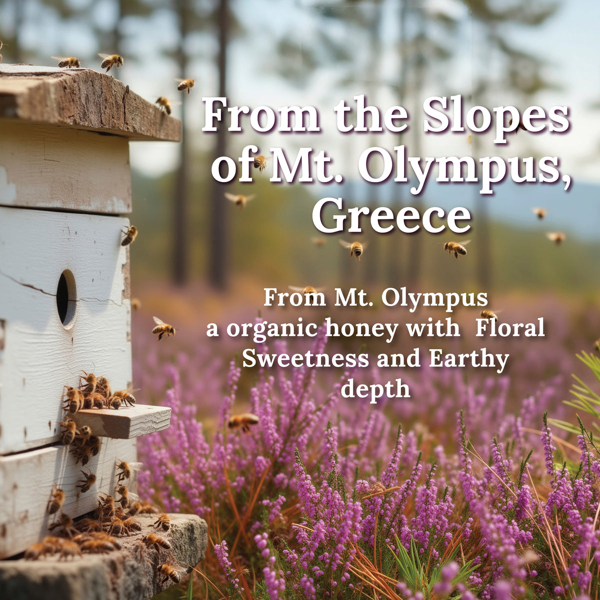 My Land Heather Pine Honey - Heather and Pine Indv 3