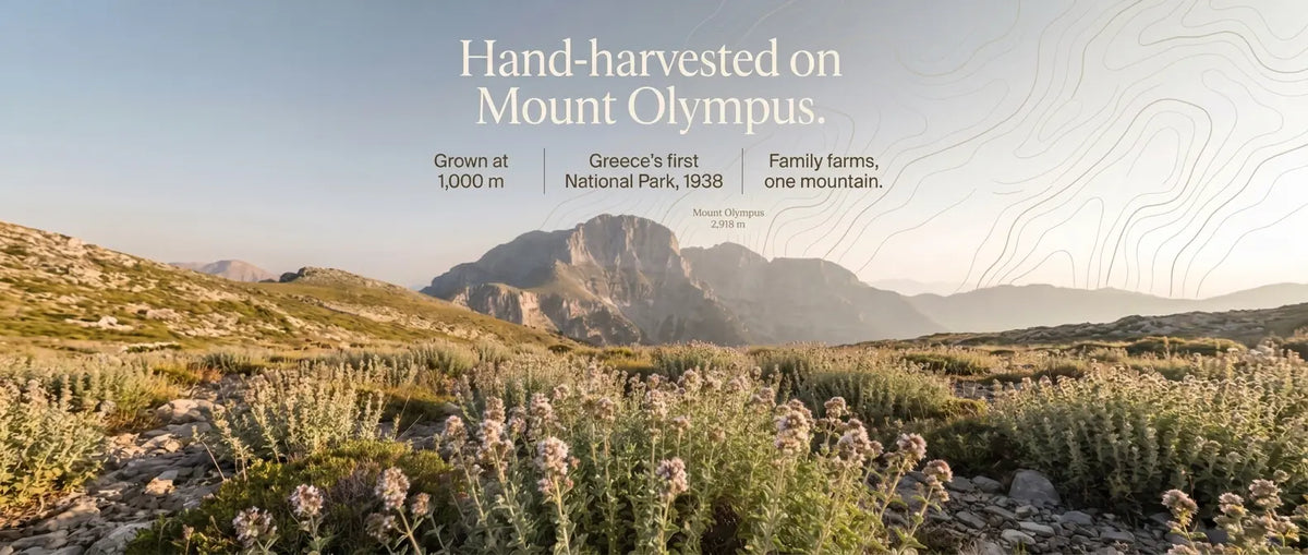 Greek Mountain Tea (Sideritis) hand-harvested on Mount Olympus, grown at 1,000 metres in Greece's first National Park