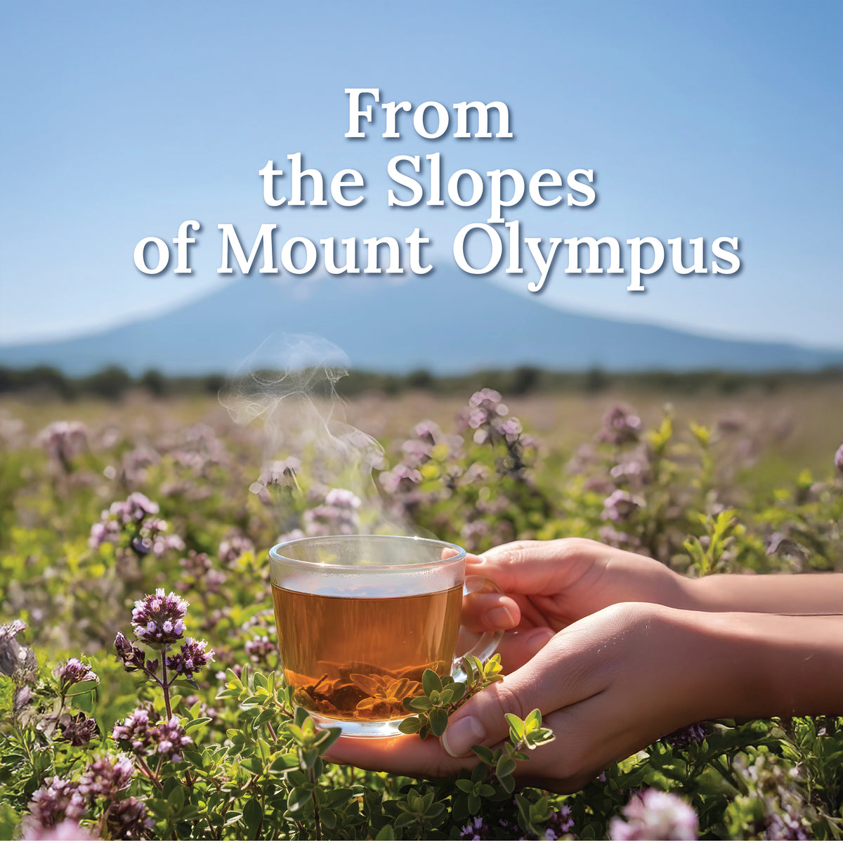 My Land Organic Oregano - Mt. Olympus origin story