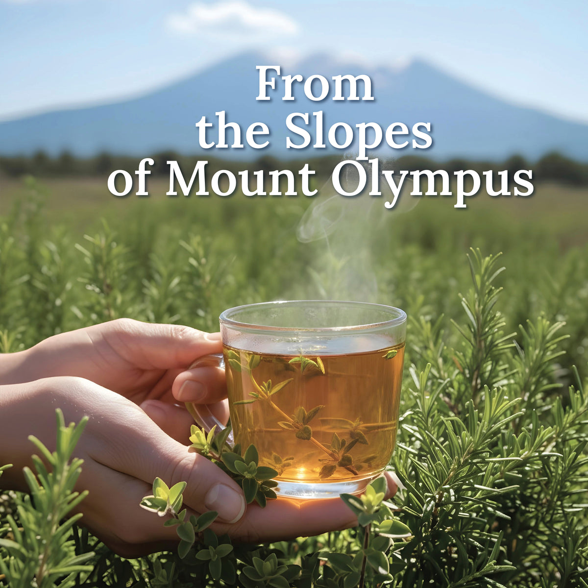 My Land Organic Thyme - Mt. Olympus origin story