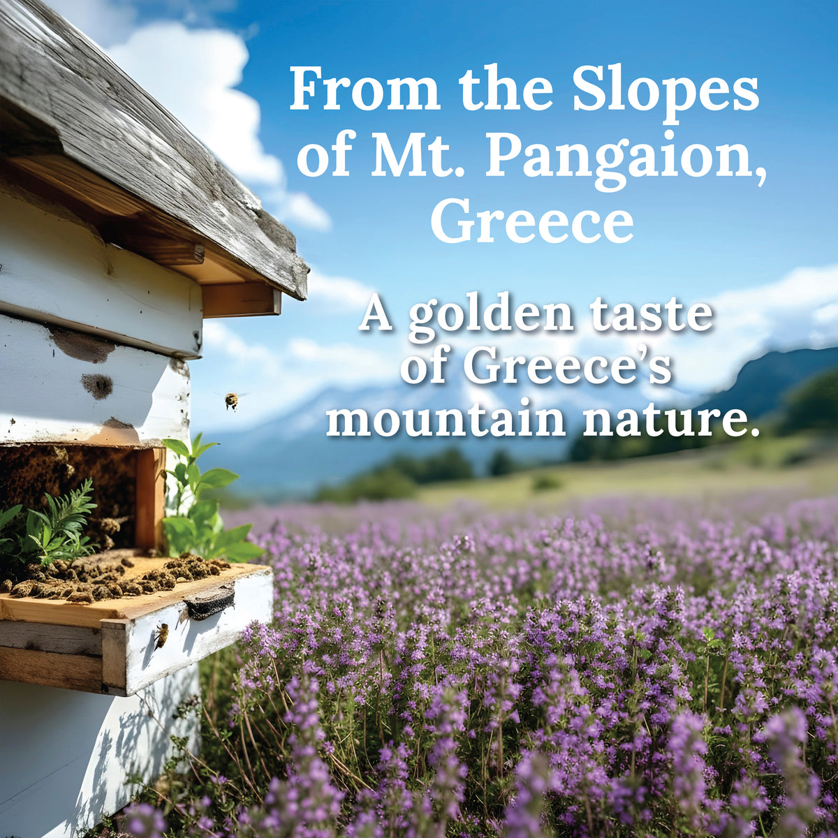 My Land Thyme Honey - greek-thyme-honey-mt-Pangaion-wild-thyme-behive