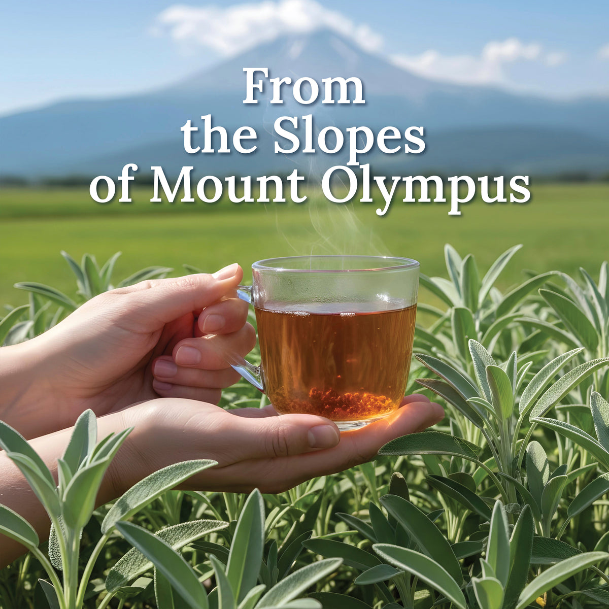 My Land Organic Sage - Mt. Olympus origin