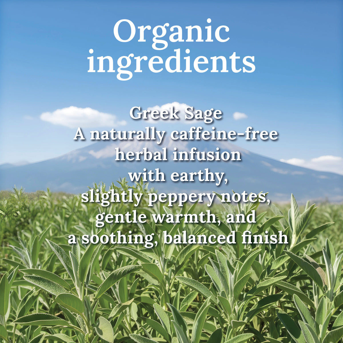 My Land Greek Sage Tea - resealable kraft bag detail