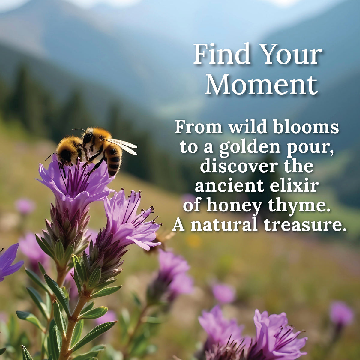 My Land Thyme Honey - wild-greek-thyme-honey-bee-flower-closeup